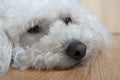 Bichon Frise lies contentedly on laminate floor